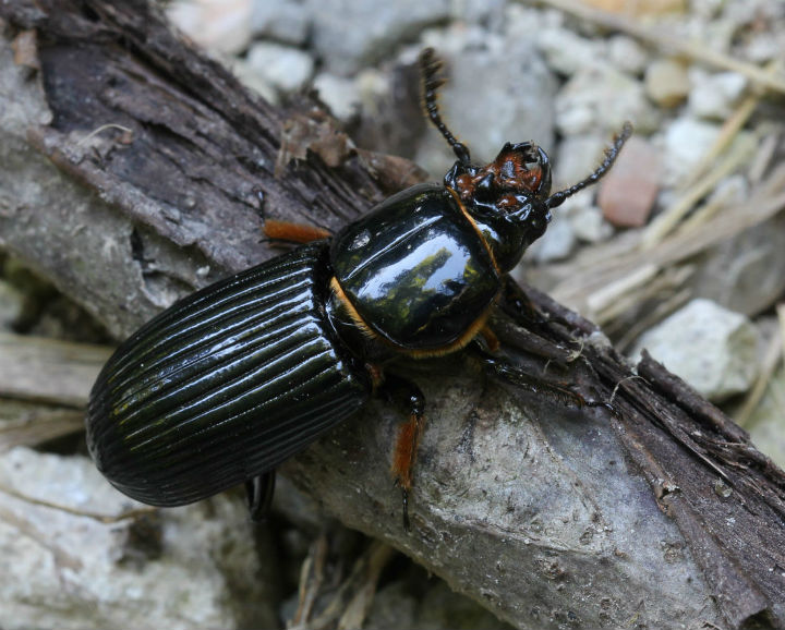 Bess Beetle